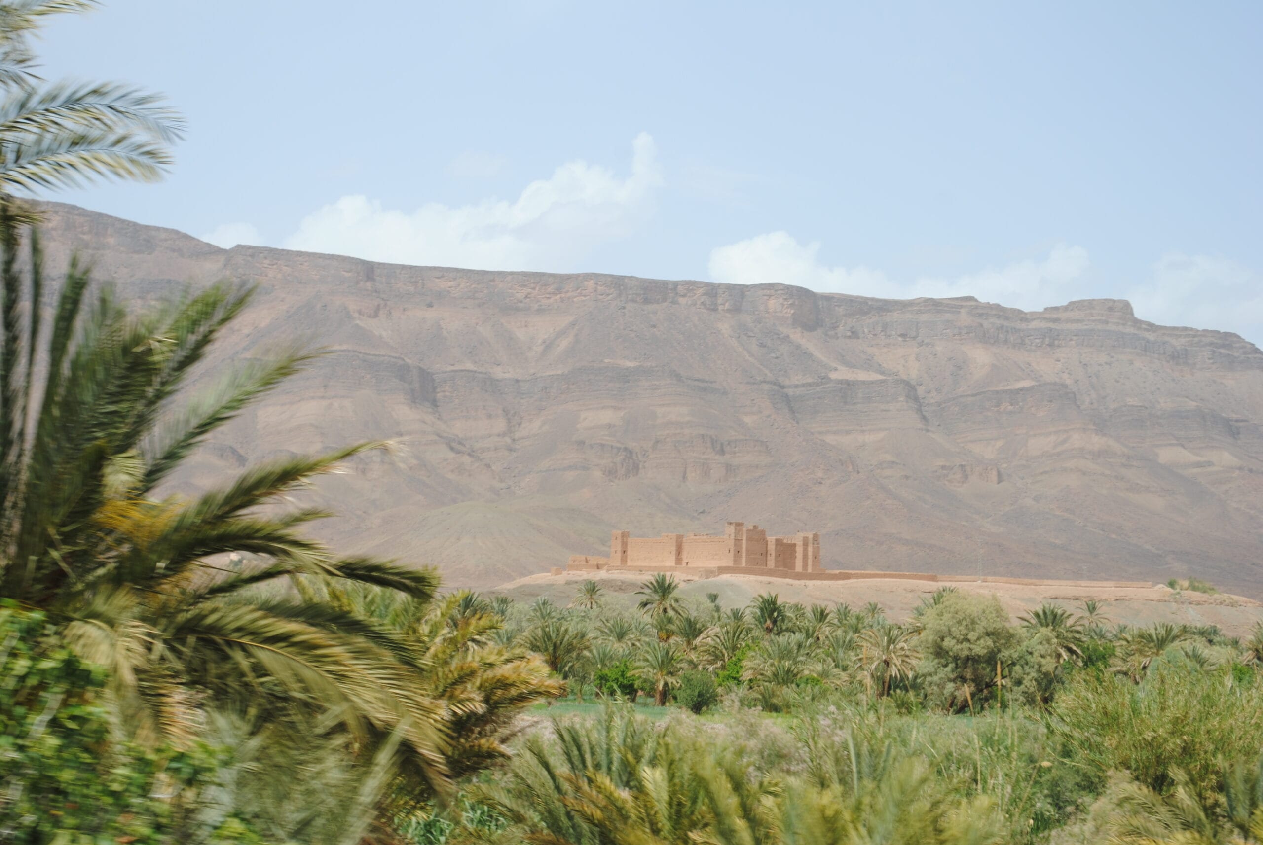 vecteezy palm trees in green oasis in desert arid landscape between 73424788 scaled